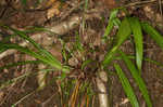 Carey's sedge